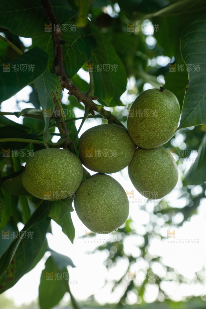 树上的新鲜青核桃