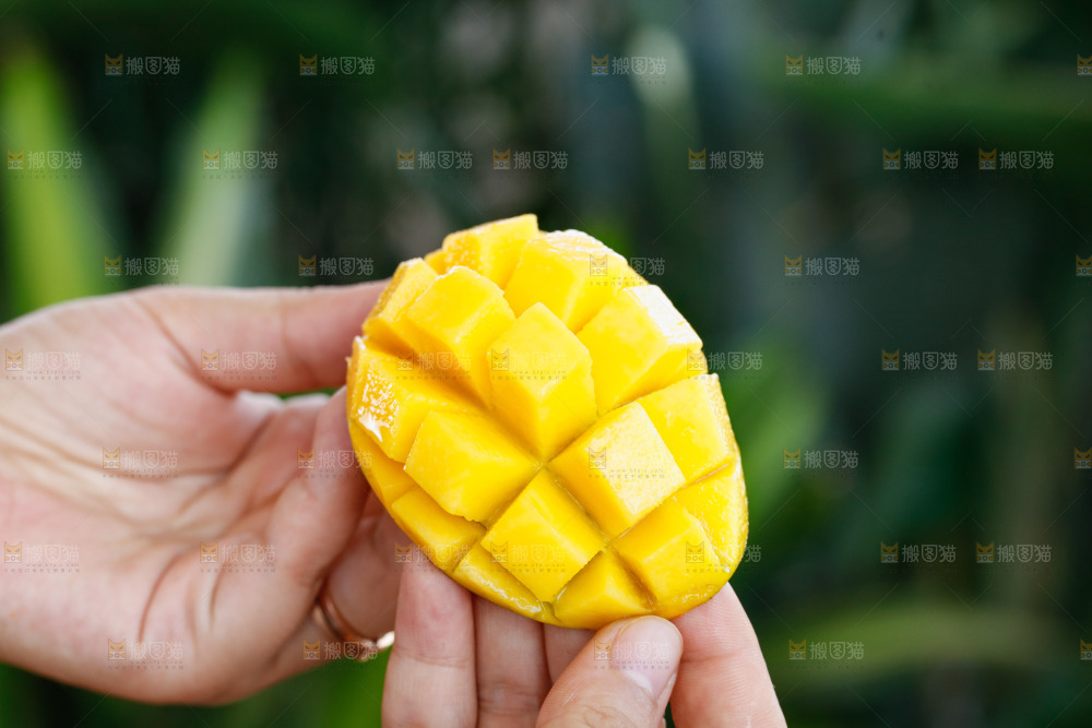 手里拿着贵妃芒