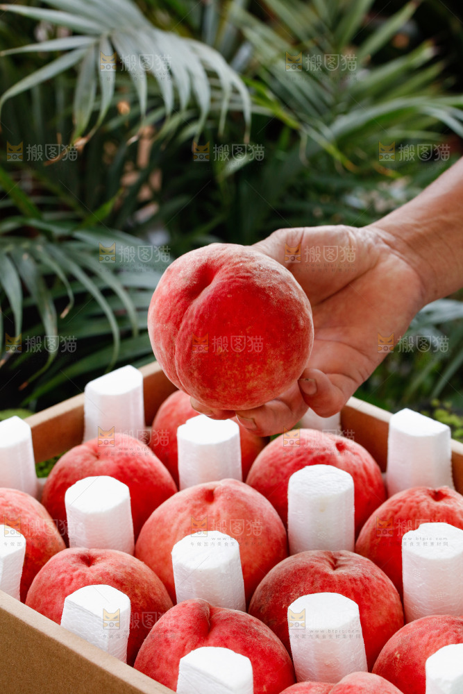 手里拿着苹果桃