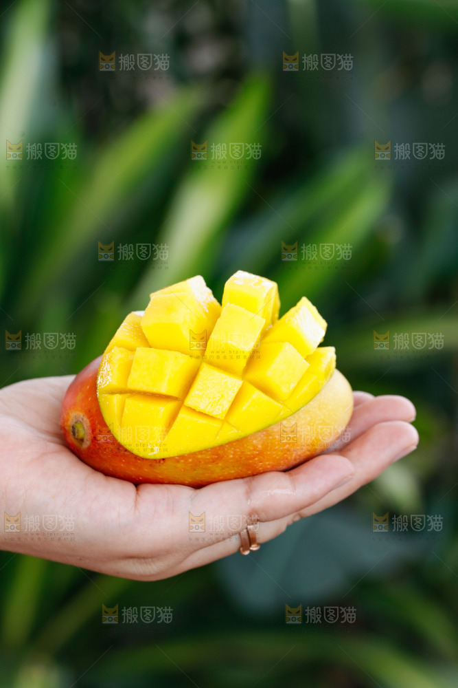 手里拿着贵妃芒