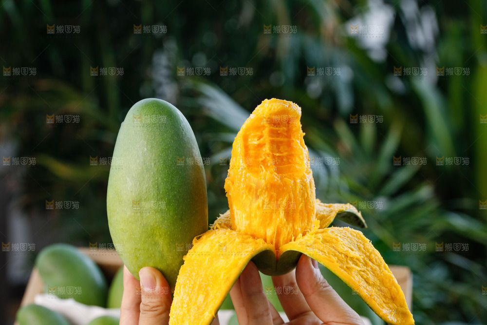 手里拿着椰香芒