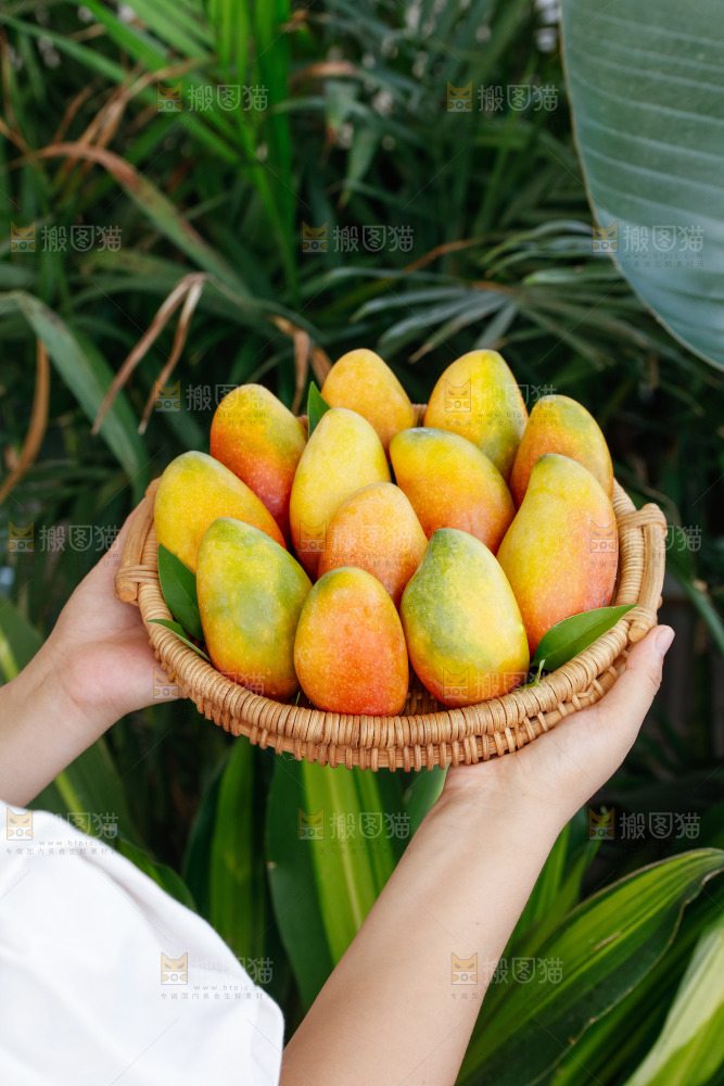 手里拿着贵妃芒