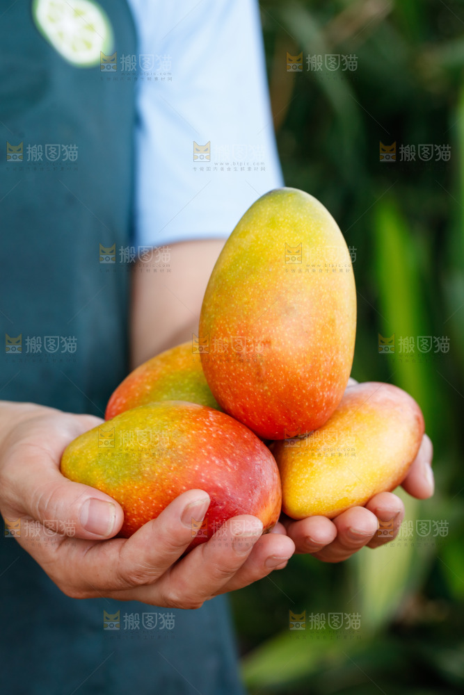 手里拿着贵妃芒