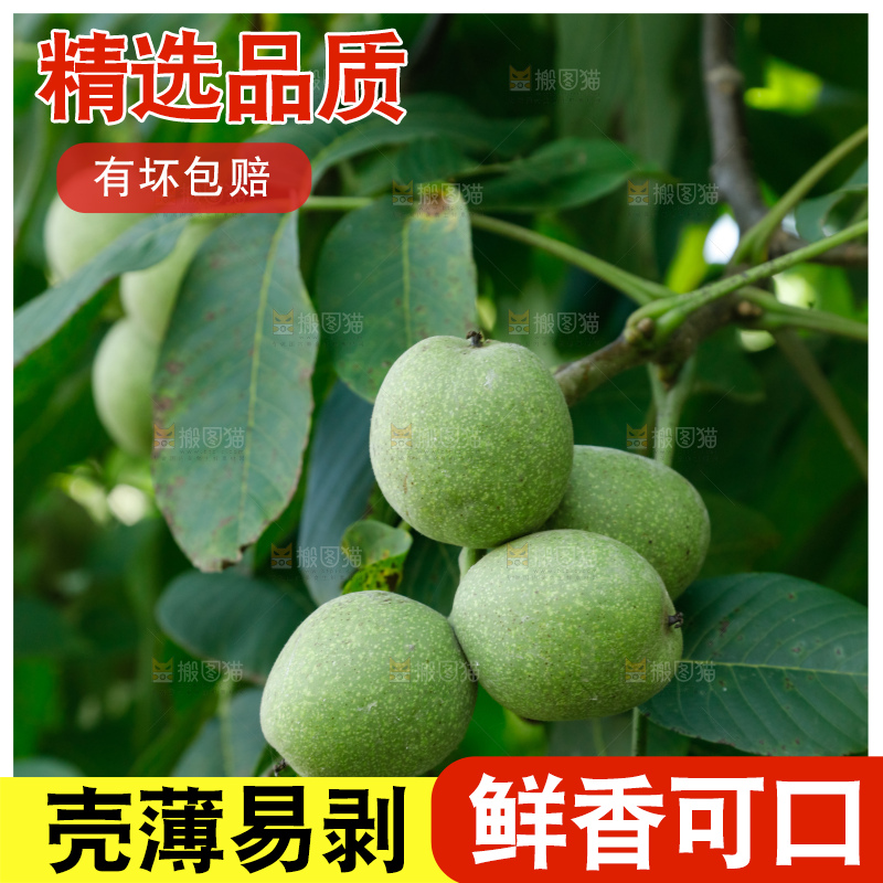 树上的新鲜青核桃