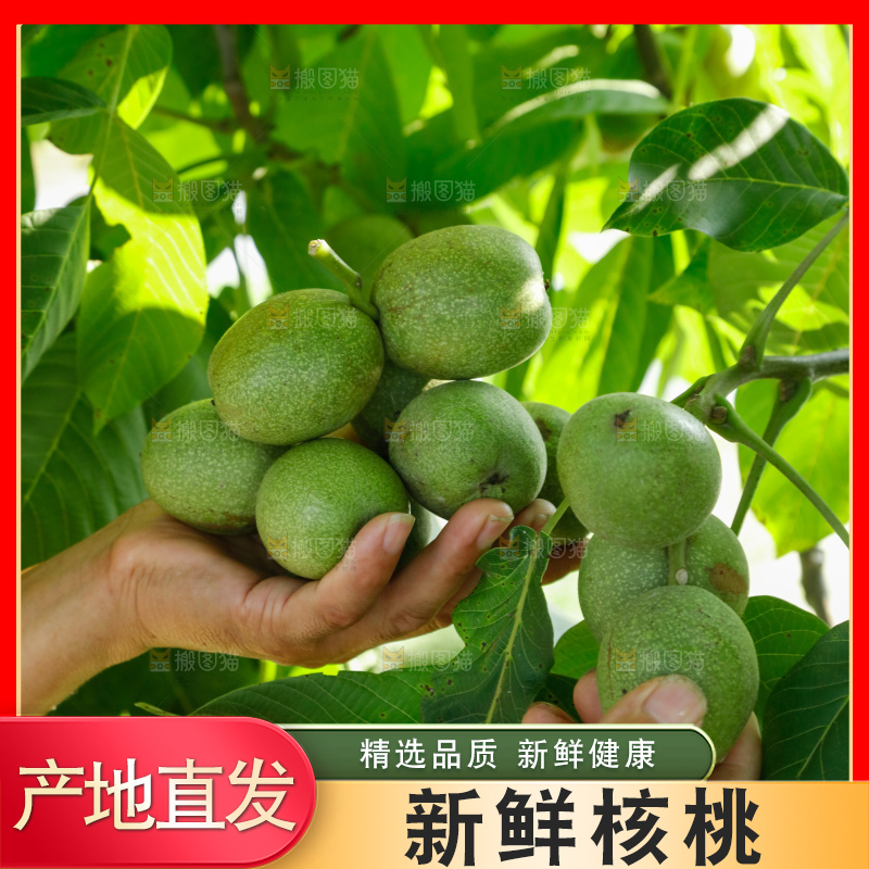 手里拿着青核桃