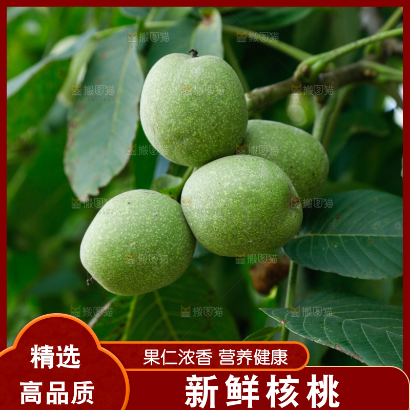 树上的新鲜青核桃