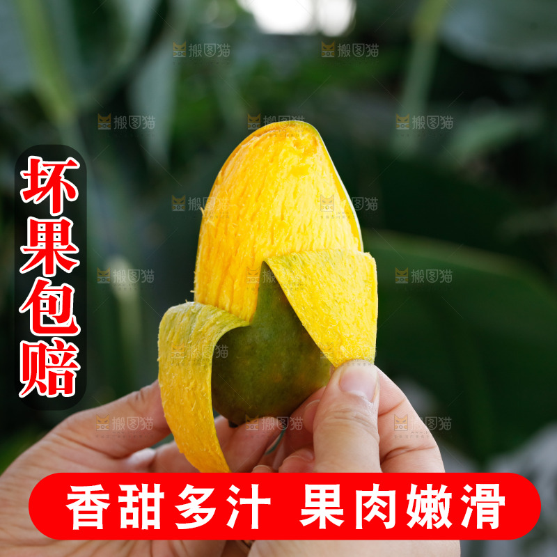 手里拿着贵妃芒