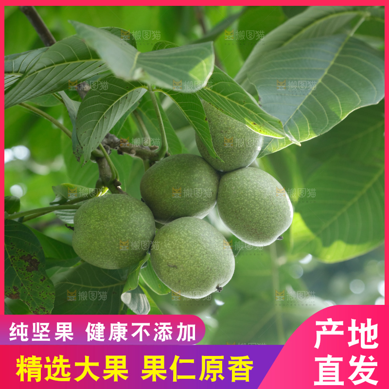 树上的新鲜青核桃