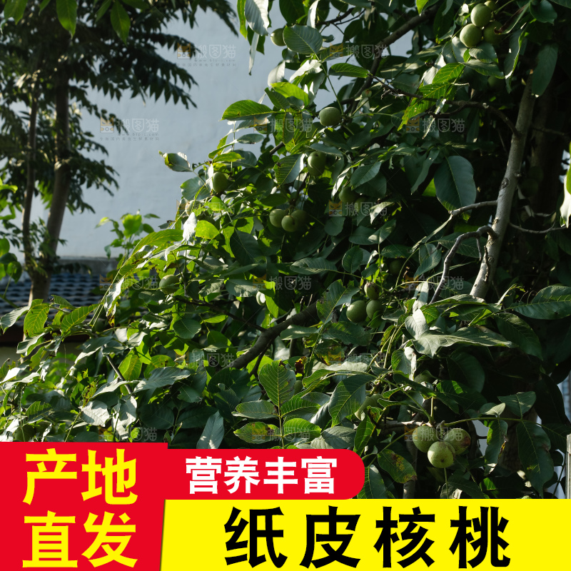树上的新鲜青核桃