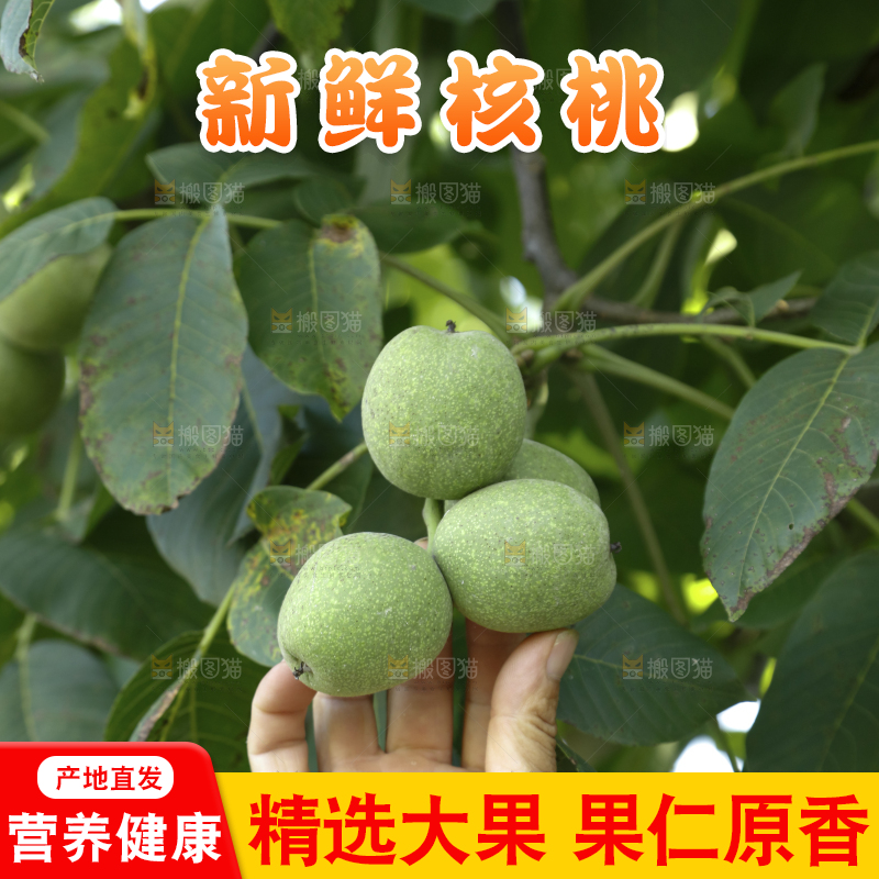 树上的新鲜青核桃