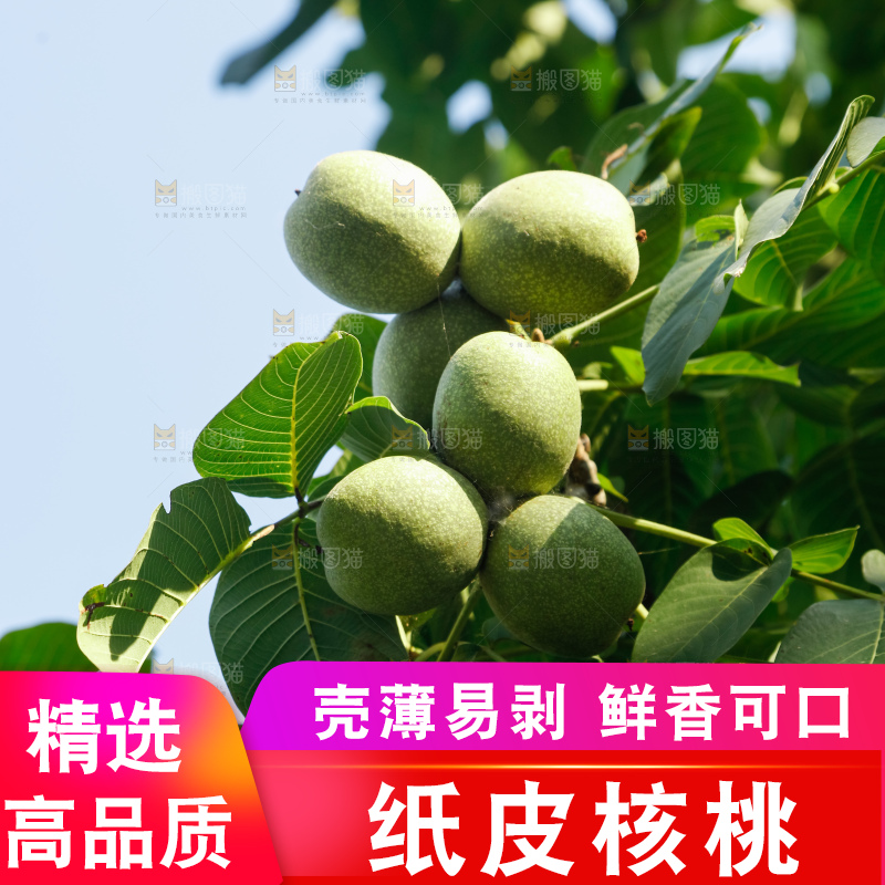 树上的新鲜青核桃