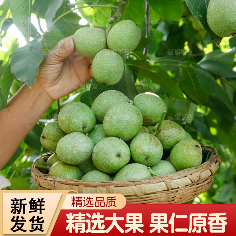 手里拿着青核桃