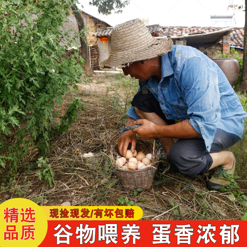 地上放着新鲜土鸡蛋