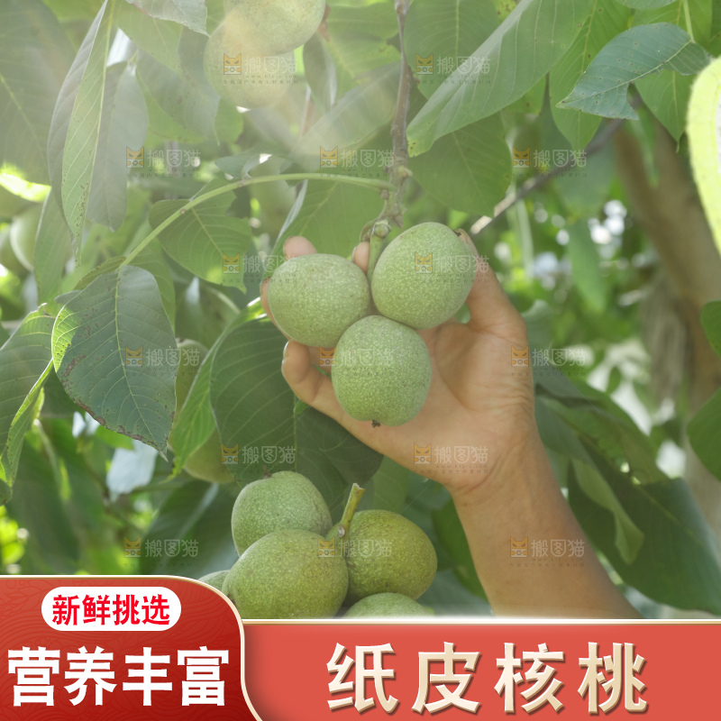 手里拿着青核桃