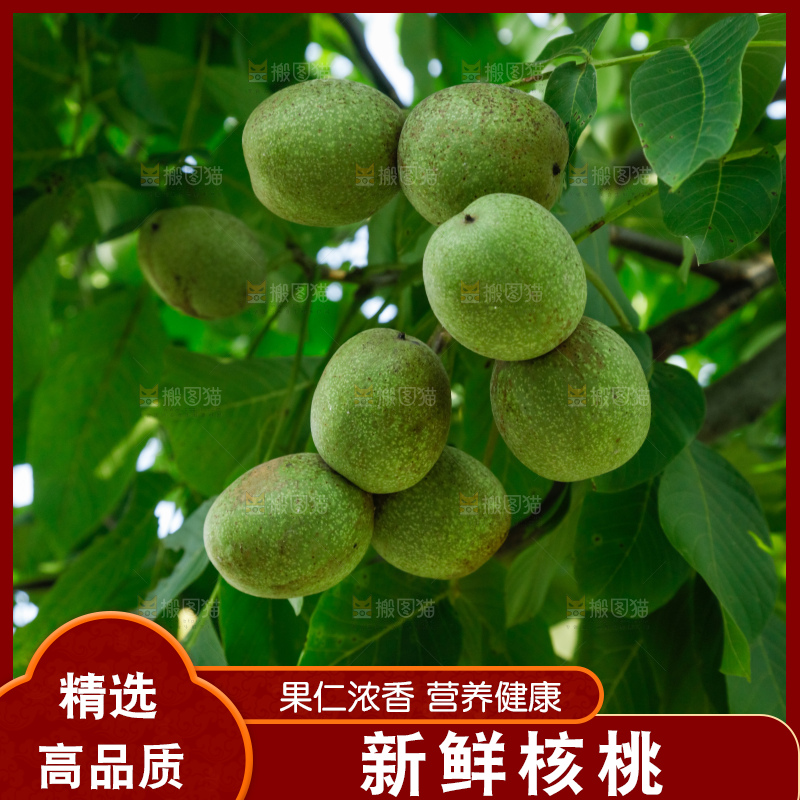 树上的新鲜青核桃
