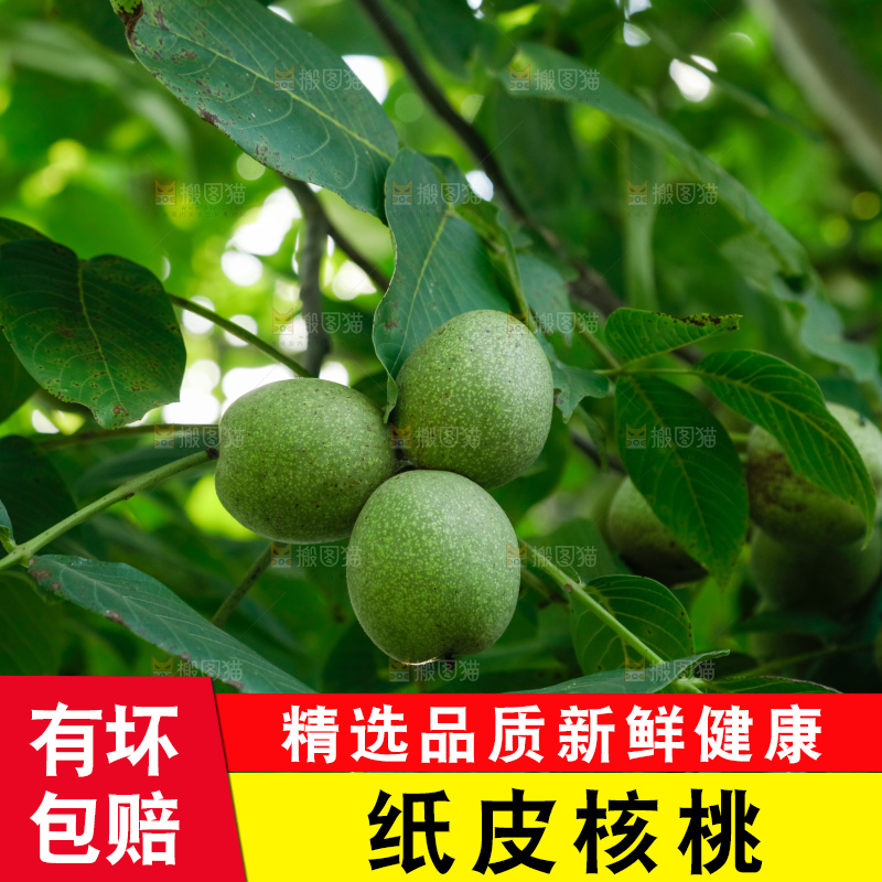 树上的新鲜青核桃