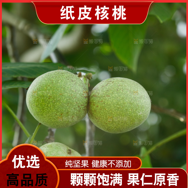 树上的新鲜青核桃