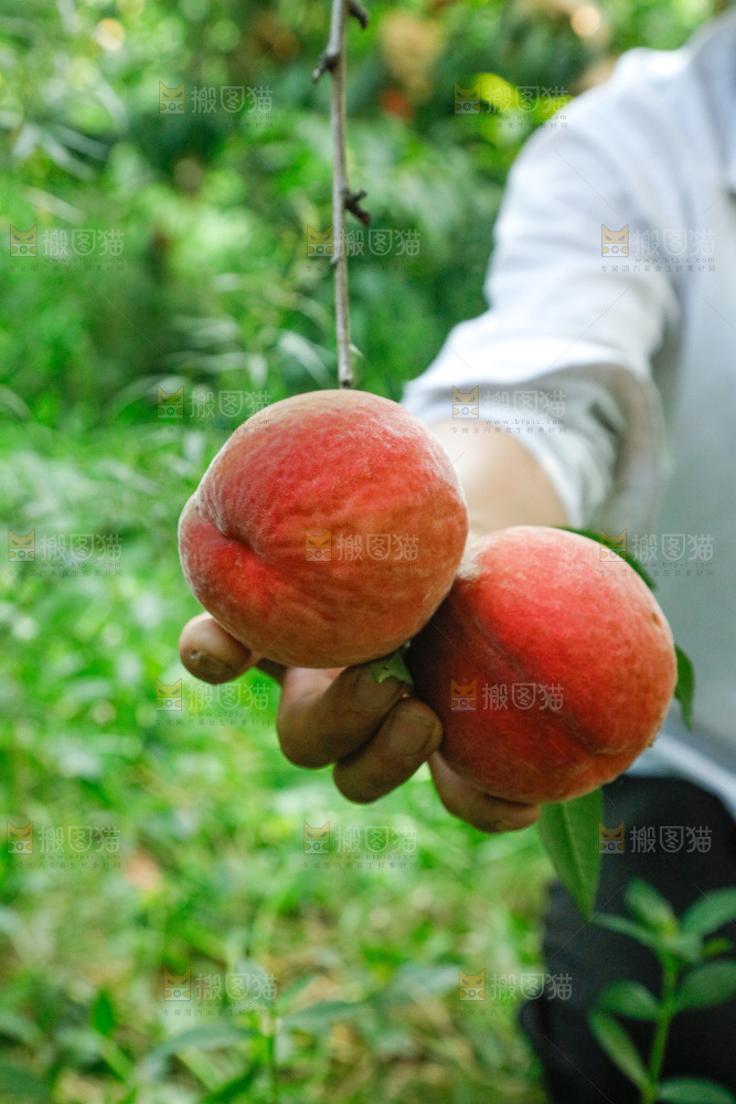 手里拿着苹果桃