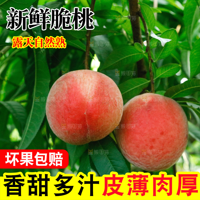 树上的新鲜脆桃