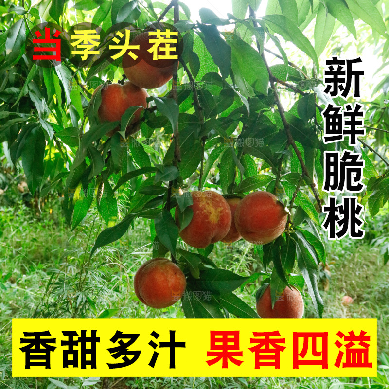 树上的新鲜脆桃