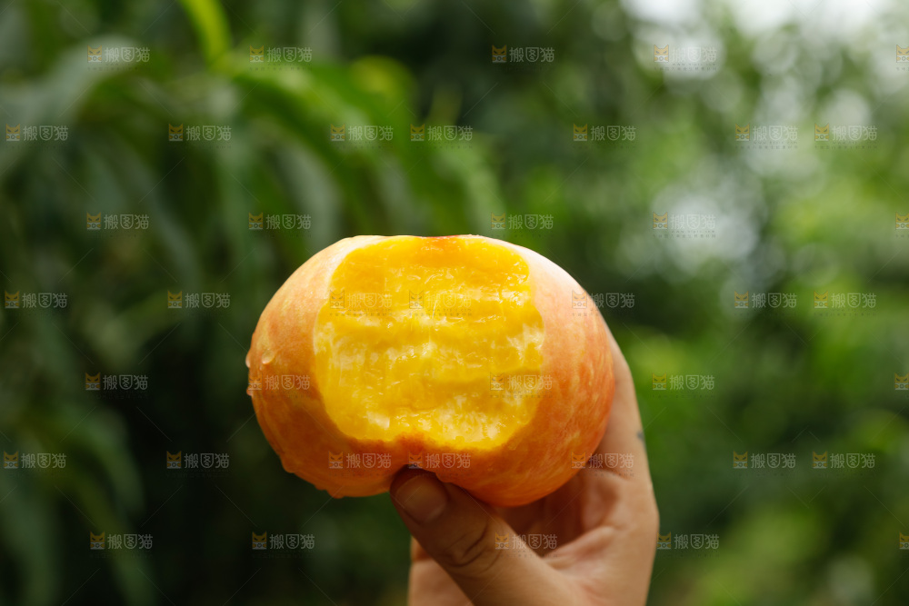 手里拿着黄油蟠桃