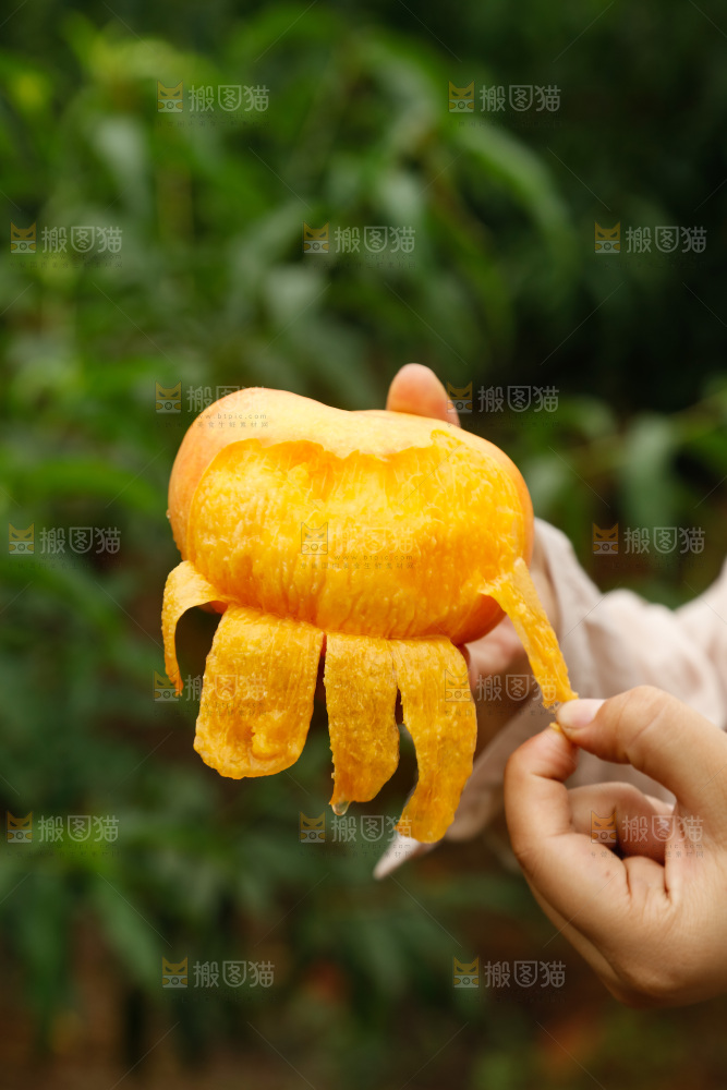 手里拿着黄油蟠桃