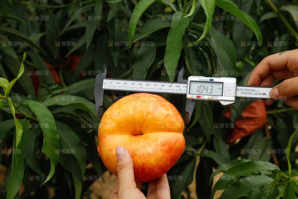 手里拿着黄油蟠桃