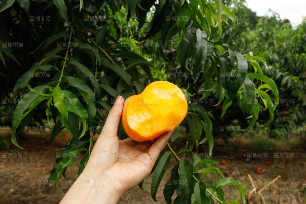 手里拿着黄油蟠桃