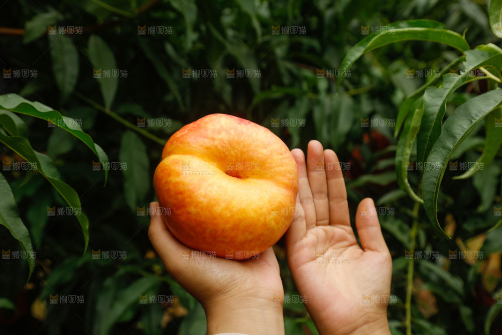 手里拿着黄油蟠桃
