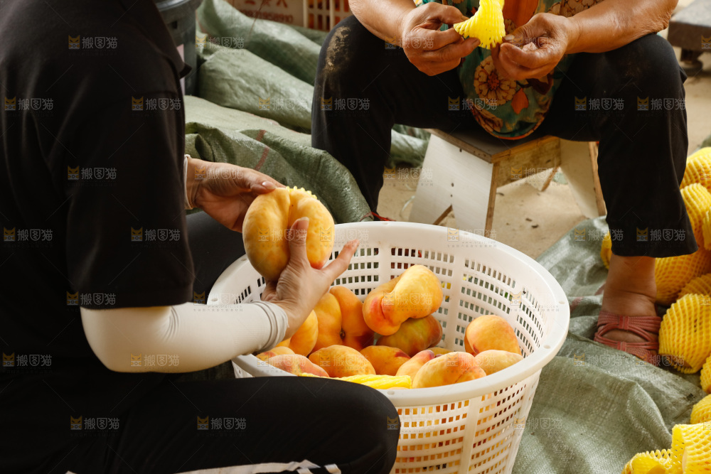 堆放着的黄蟠桃