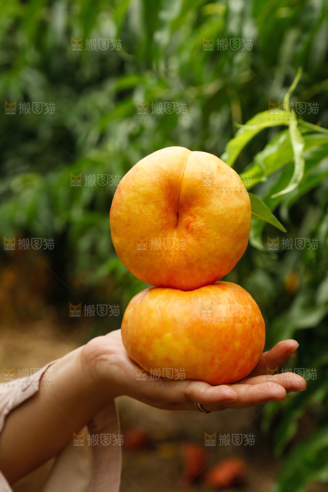 手里拿着黄油蟠桃