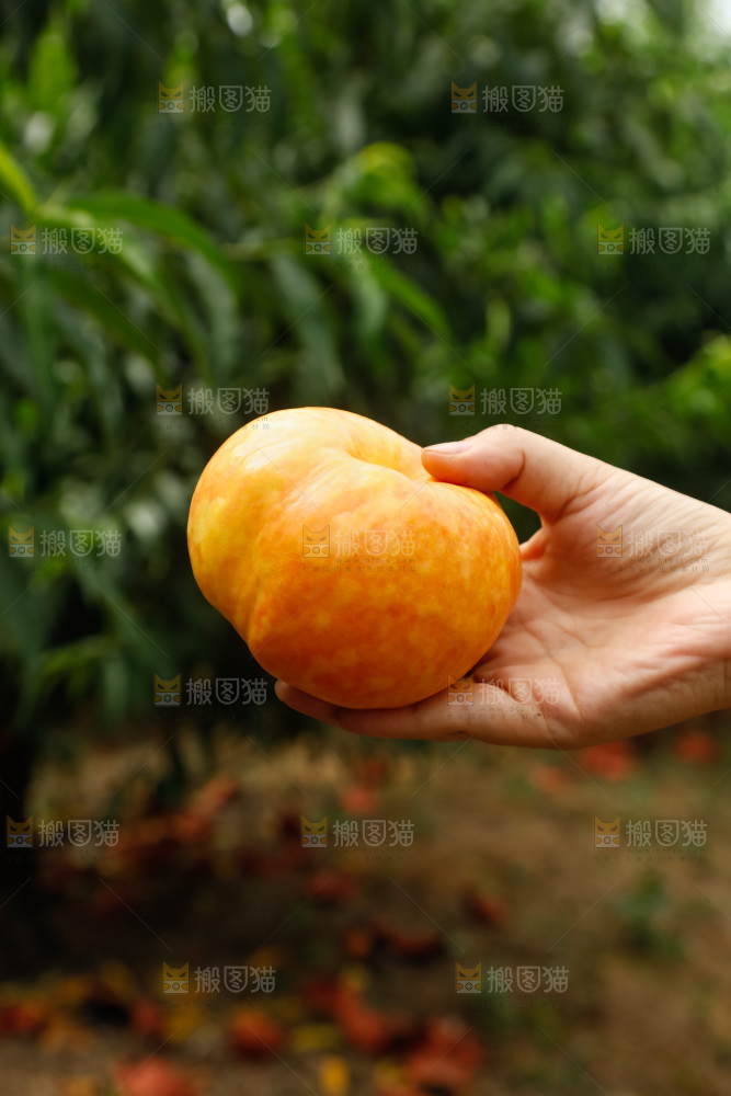 手里拿着黄油蟠桃