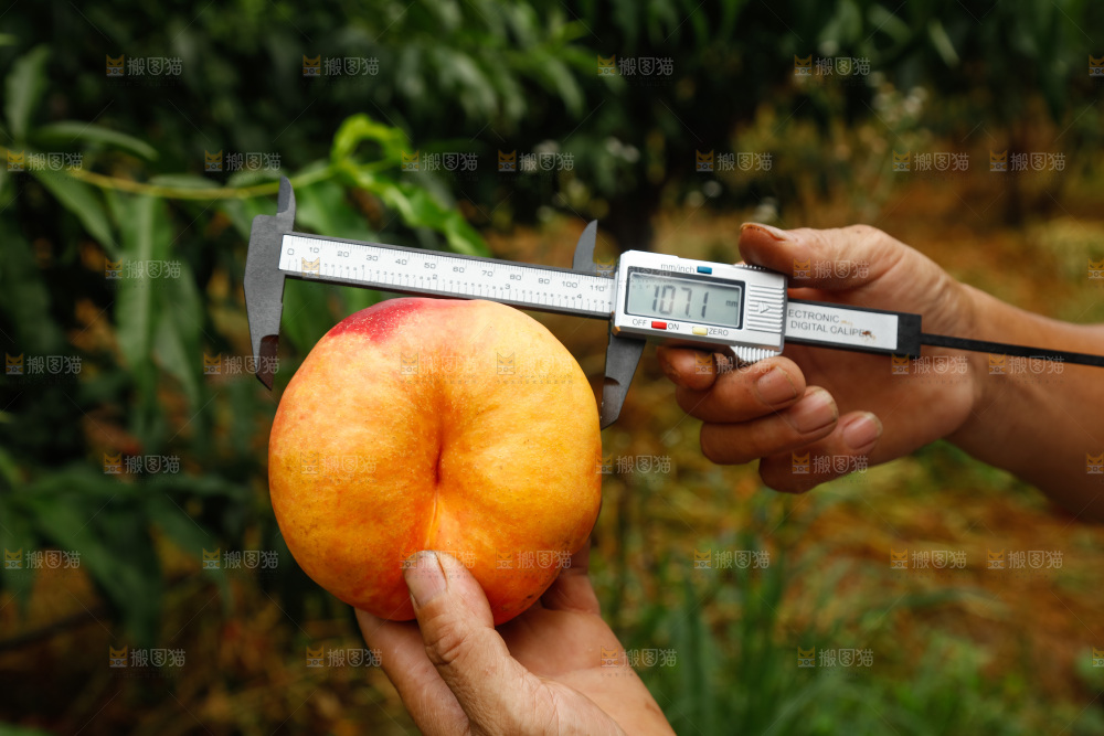 手里拿着黄油蟠桃