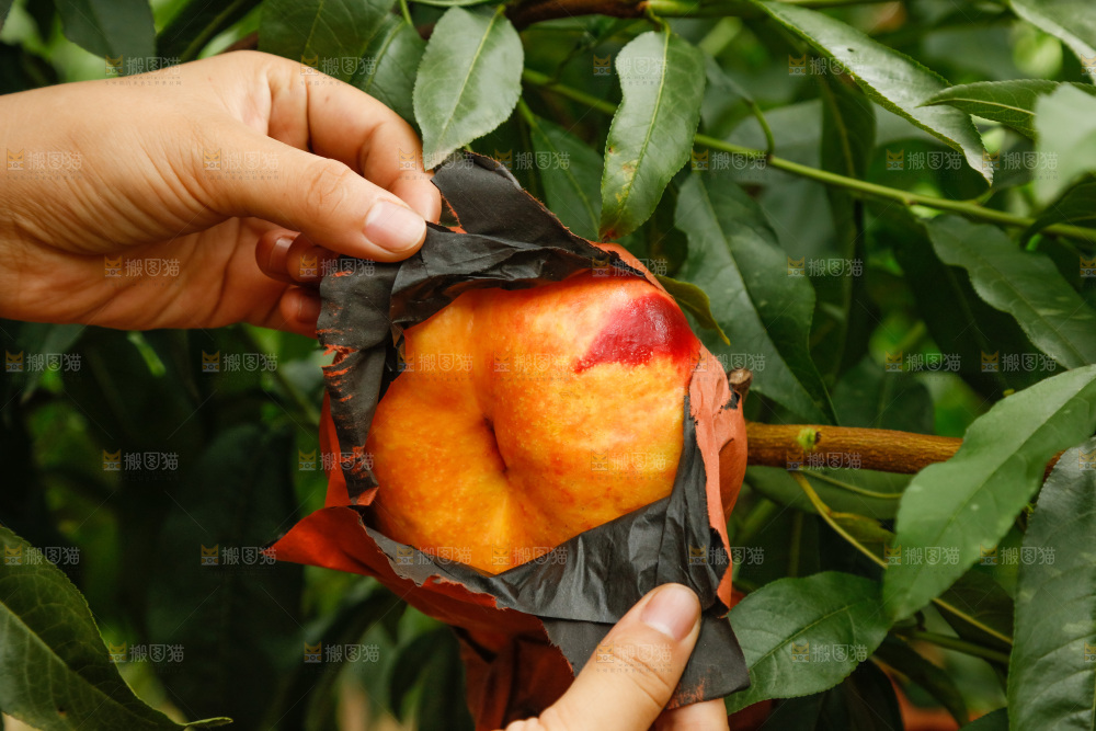 手里拿着黄油蟠桃