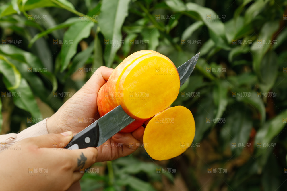 手里拿着黄油蟠桃
