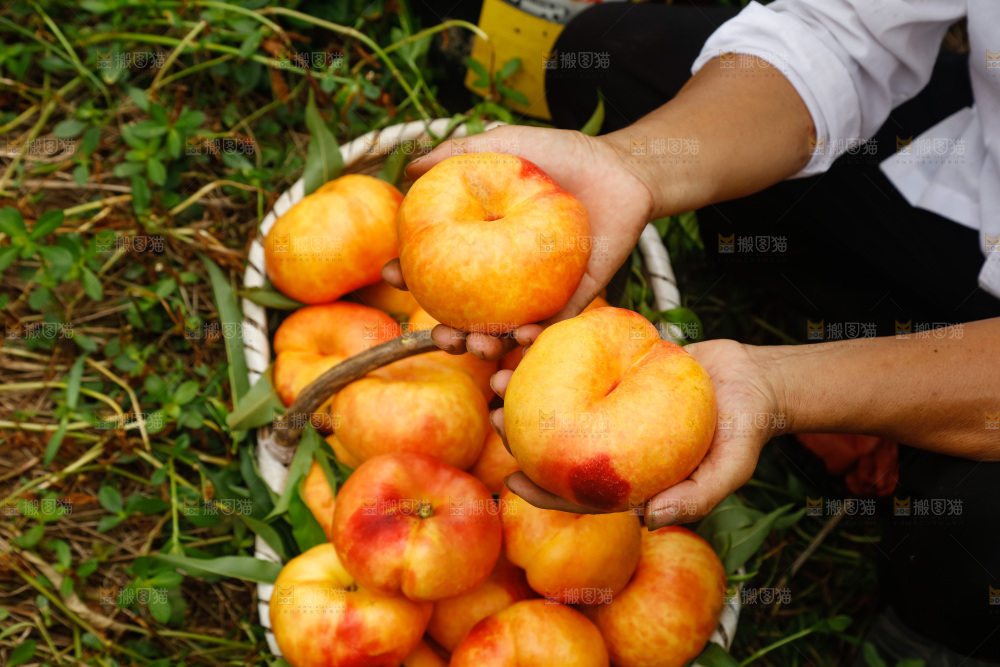 手里拿着黄油蟠桃