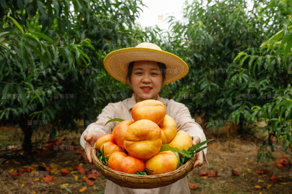 手里拿着黄油蟠桃