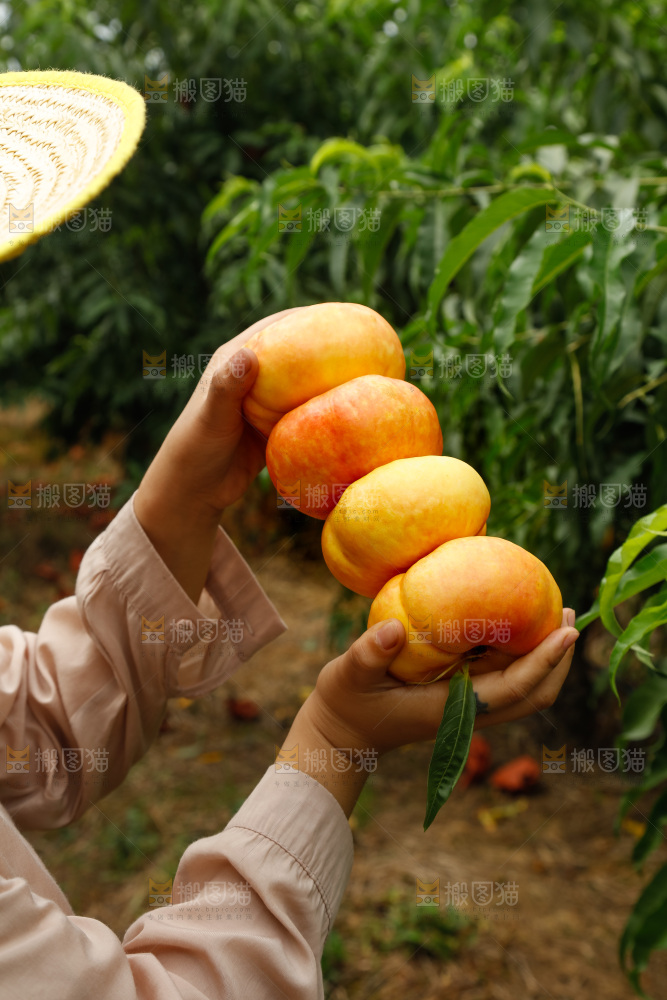 手里拿着黄油蟠桃