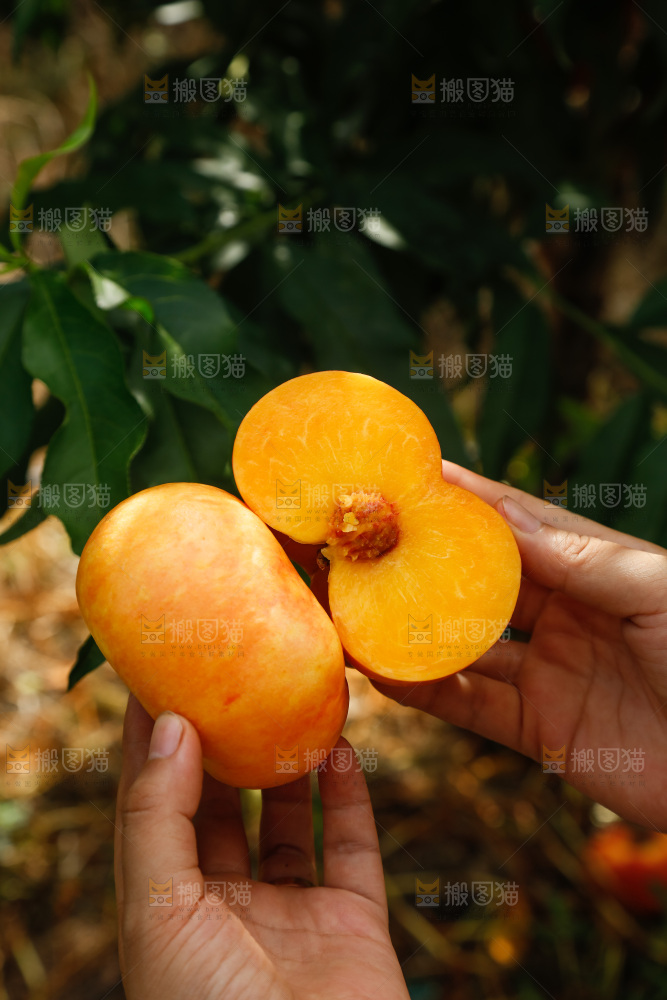 手里拿着黄油蟠桃