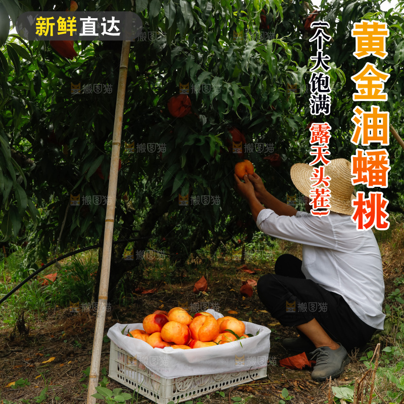 堆放着的黄蟠桃