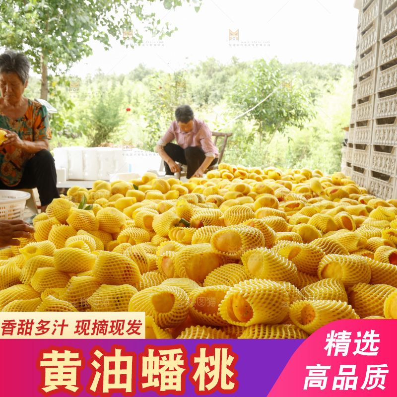 堆放着的黄蟠桃