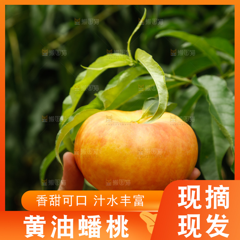 手里拿着黄油蟠桃