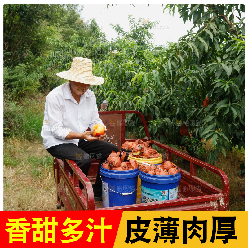 堆放着的黄蟠桃