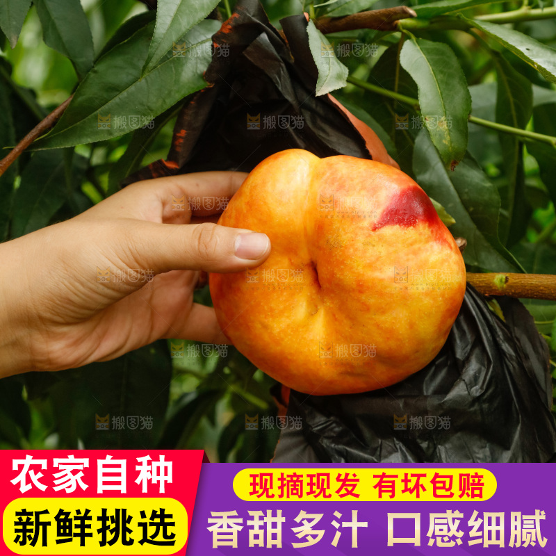 手里拿着黄油蟠桃
