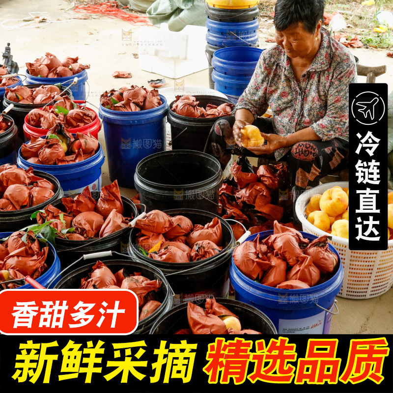 堆放着的黄蟠桃