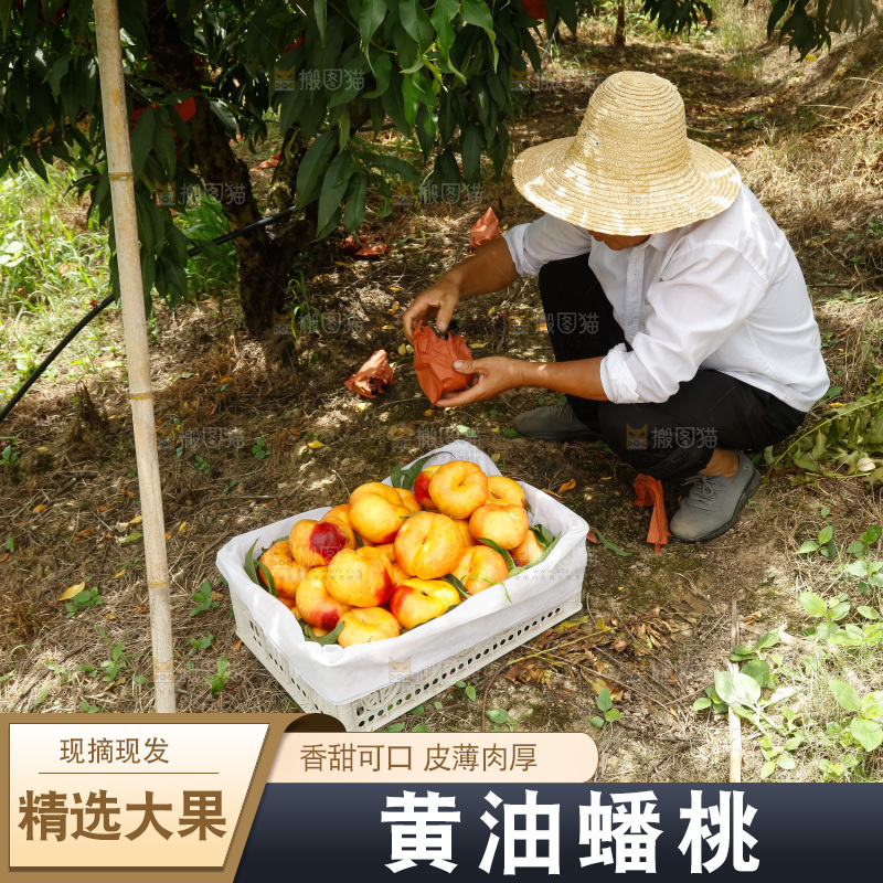 堆放着的黄蟠桃