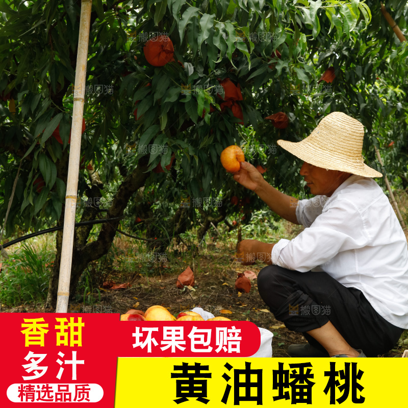 堆放着的黄蟠桃