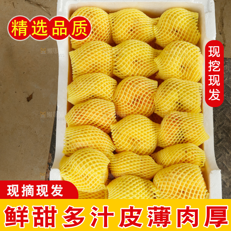 堆放着的黄蟠桃