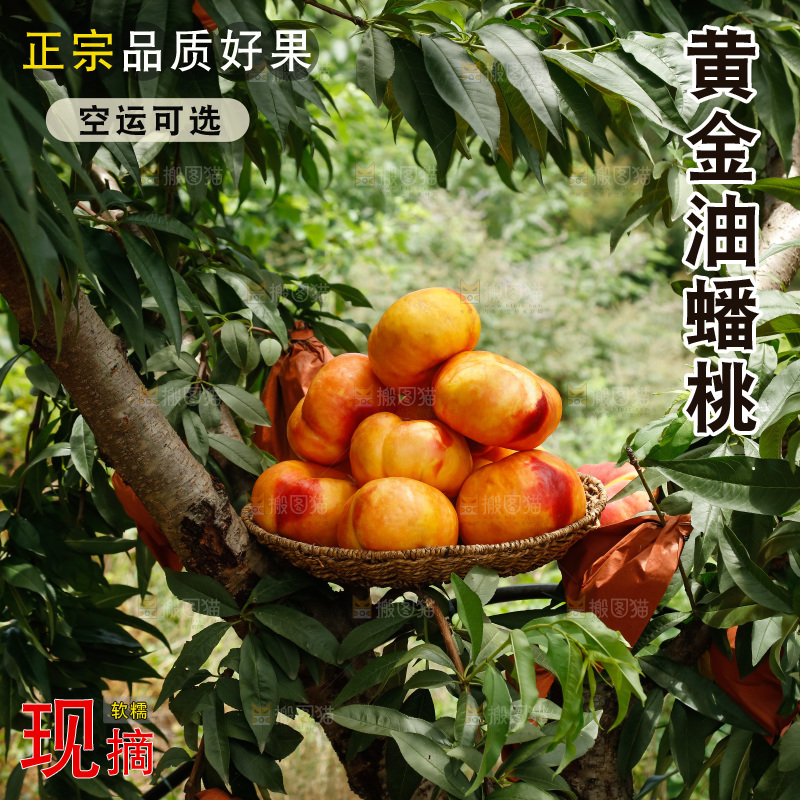手里拿着黄油蟠桃