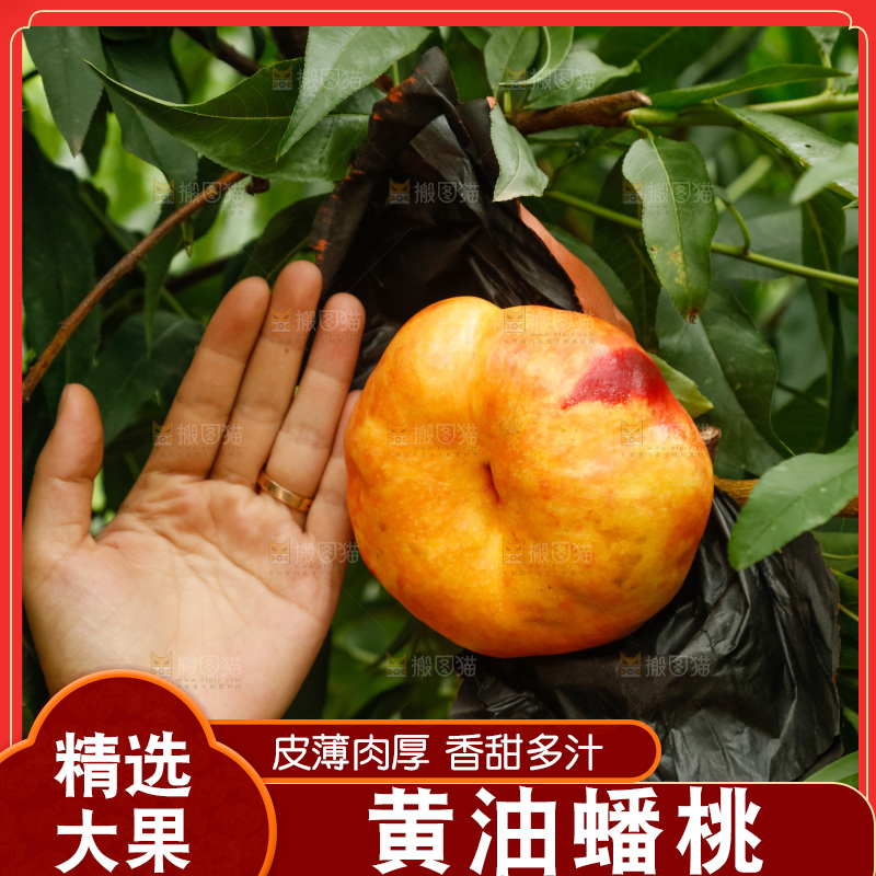 手里拿着黄油蟠桃